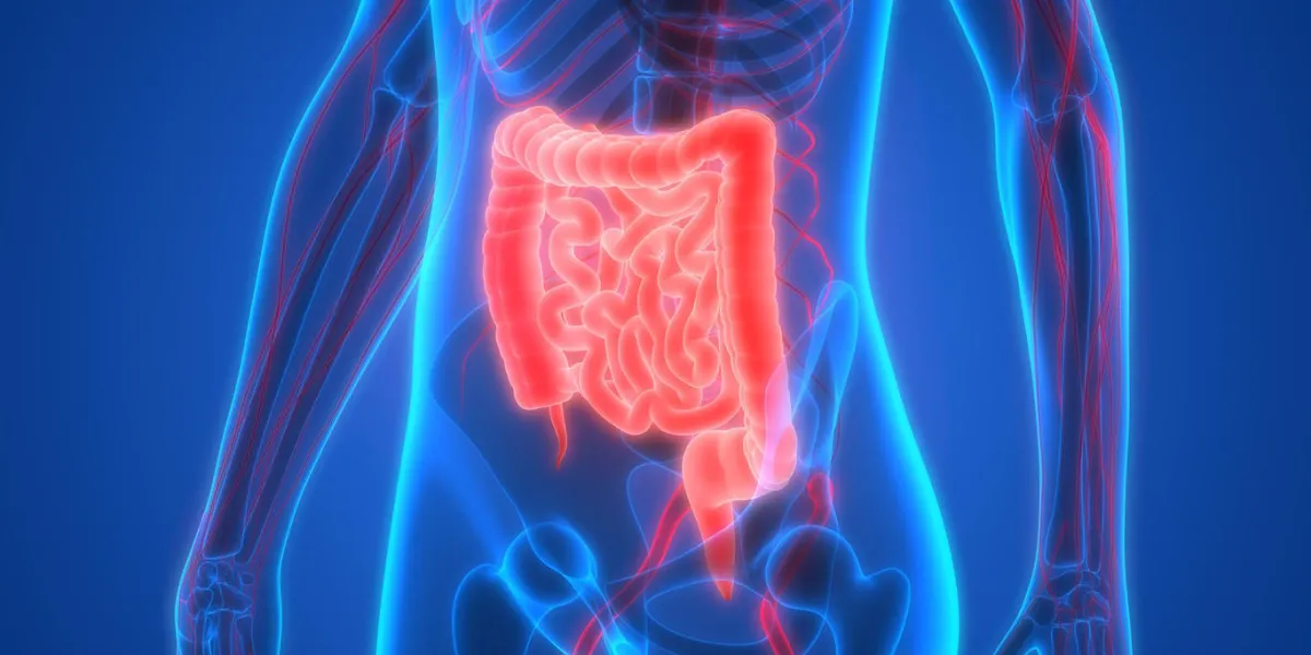 illustration 3d de l'anatomie des organes du corps humain (gros intestin et petit intestin)