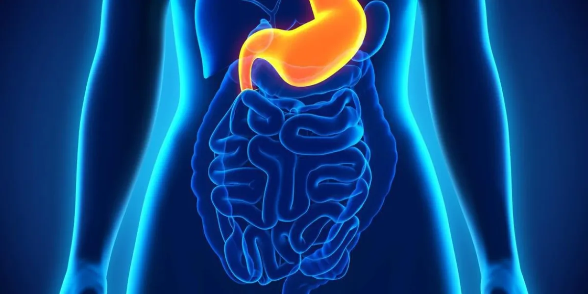 illustration de l'anatomie humaine de l'estomac rendu 3d