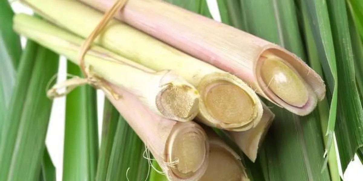 paquet de racines de citronnelle