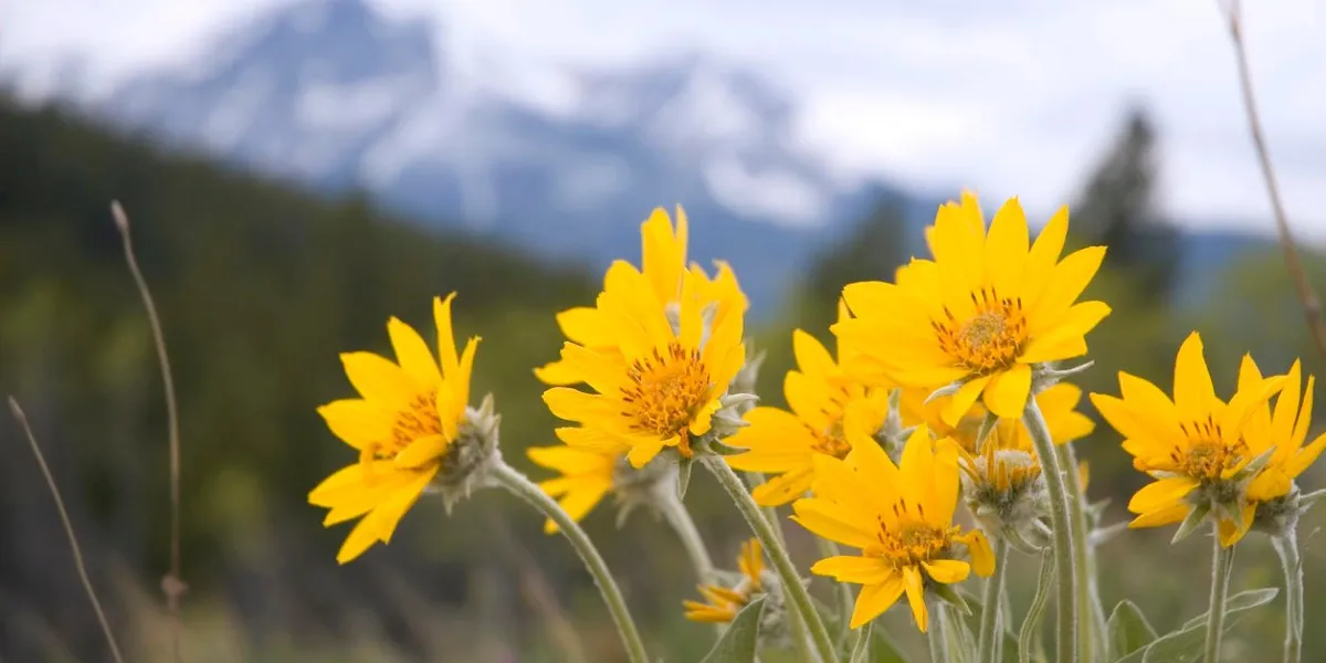 arnica montagne rocheuse fleur sauvage