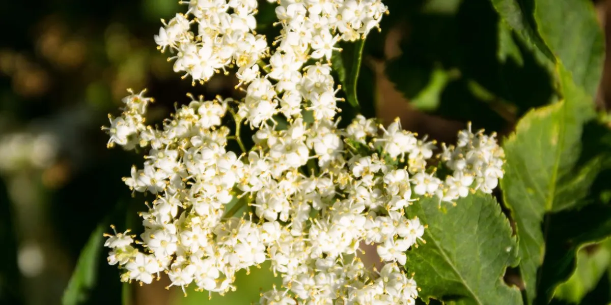 fleur de sureau blanche (sambucus nigra)