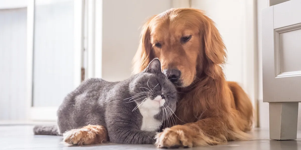 british cat and golden retriever
