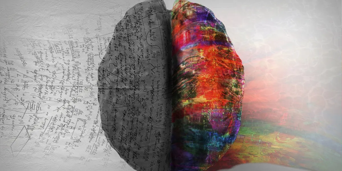 top down view of human brain depicting left side right side differences the right side shows creative, music and art while the left side shows calculation, numbers and mathematics