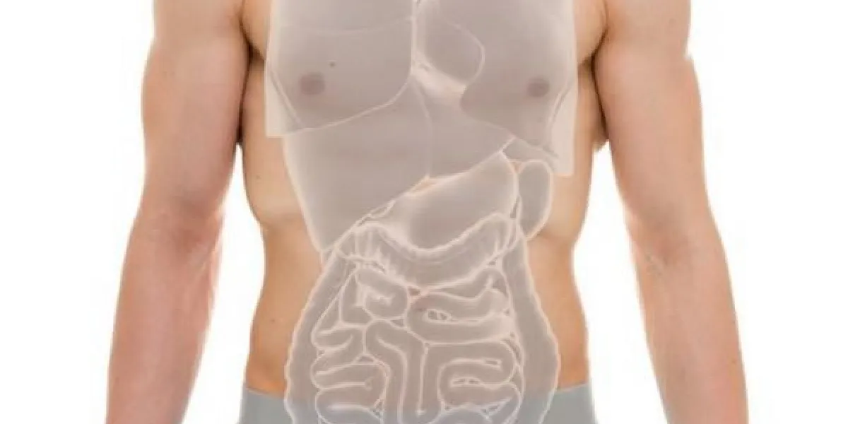 prostate, mâle, anatomie, organes internes, -, 3d, illustration