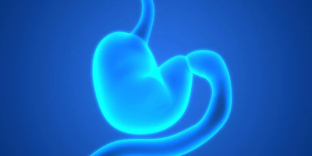 illustration 3d du système digestif humain (anatomie de l'estomac)