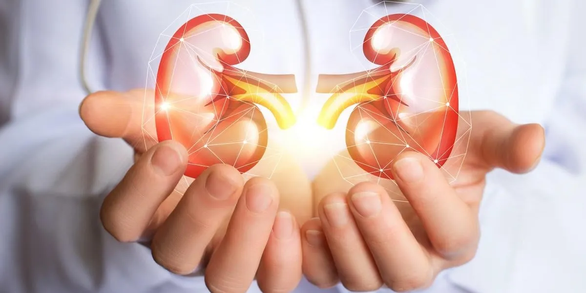doctor supports kidneys healthy concept design