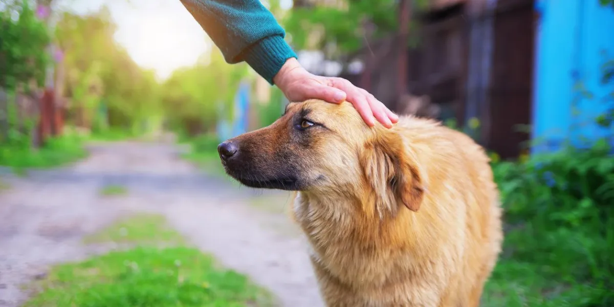 woman hand caresses a dog dog breeding composition