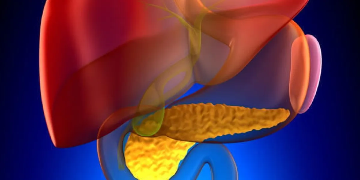 pancréas section transversale réelle anatomie humaine - sur fond bleu