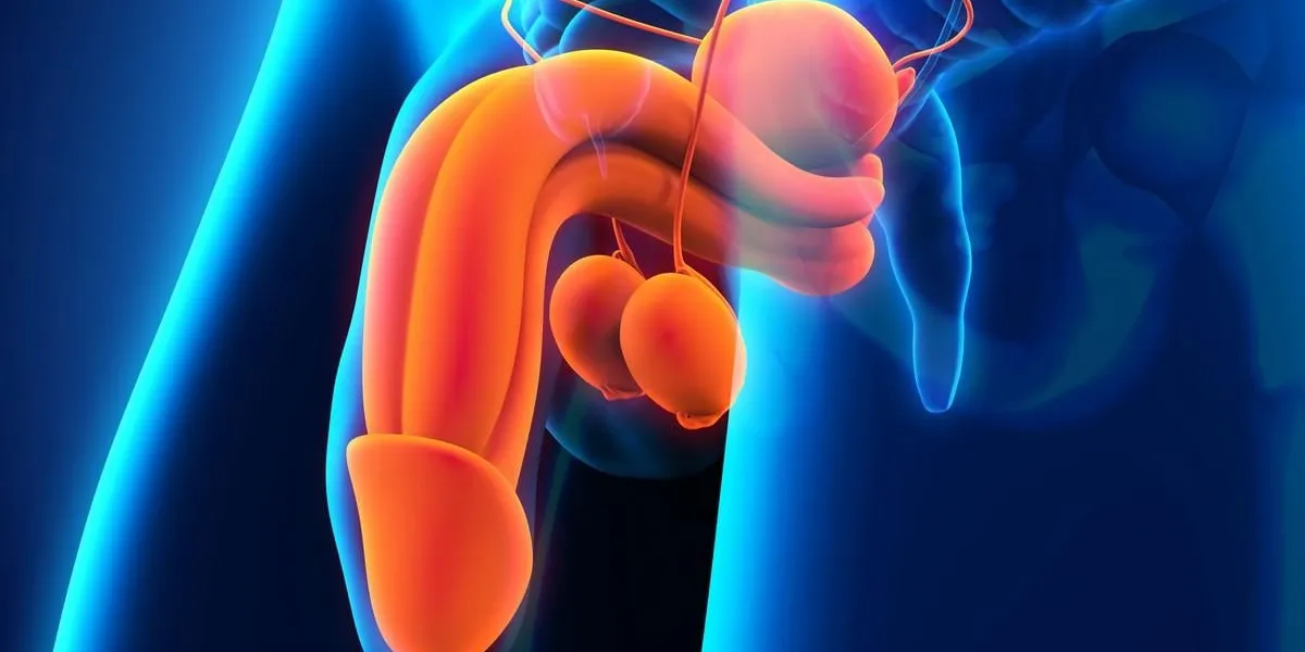 male reproductive system