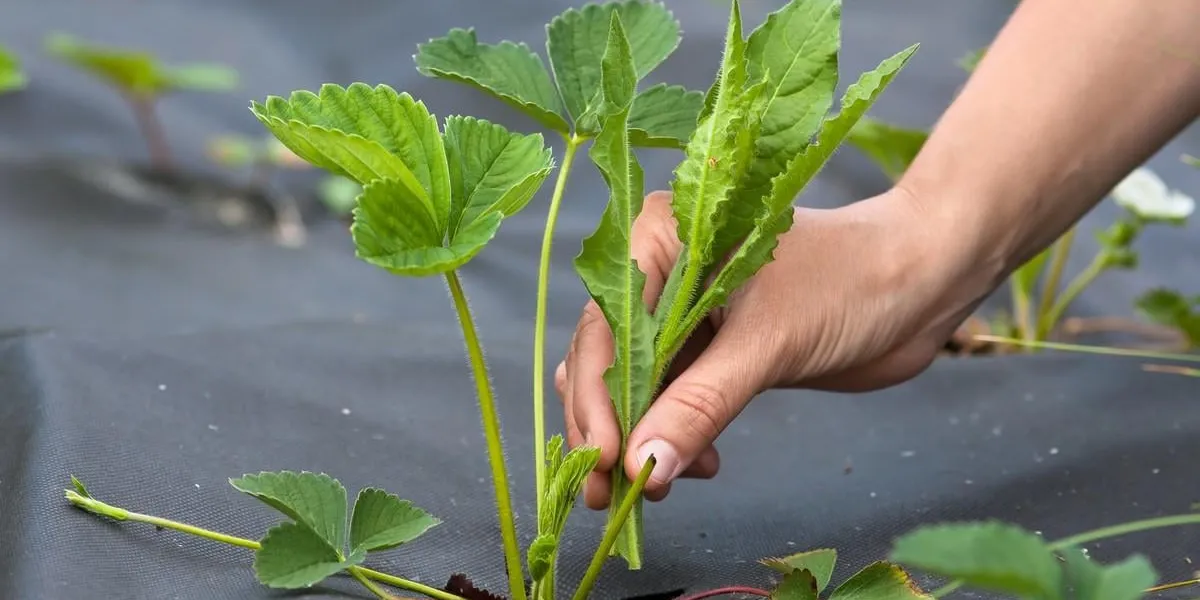 hands weeding of strawberries