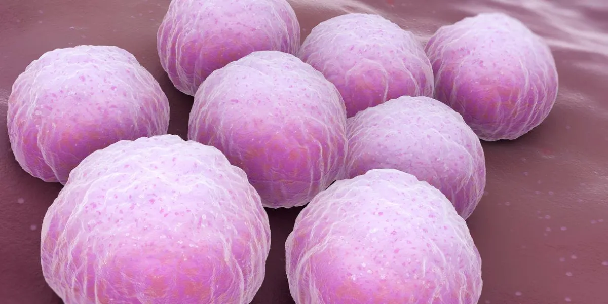 chlamydia trachomatis, un agent pathogène humain intracellulaire obligatoire, est l'une des quatre espèces bactériennes du genre chlamydia chlamydia trachomatis est une bactérie à gram négatif.