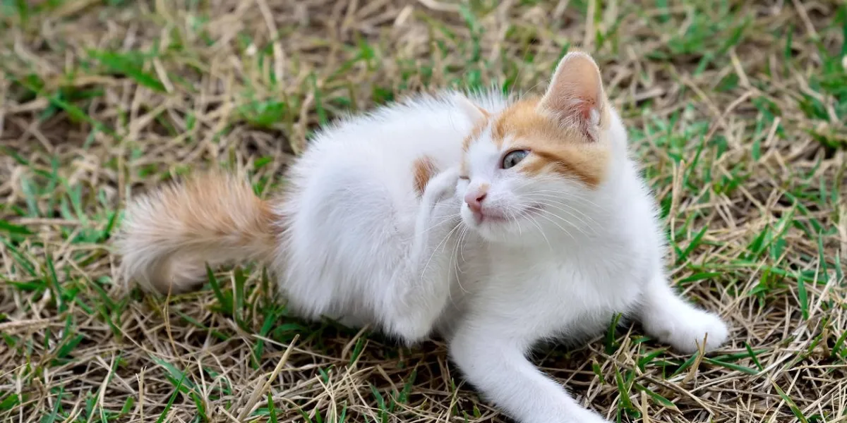 kitten lying down on the grass and scratching fleas