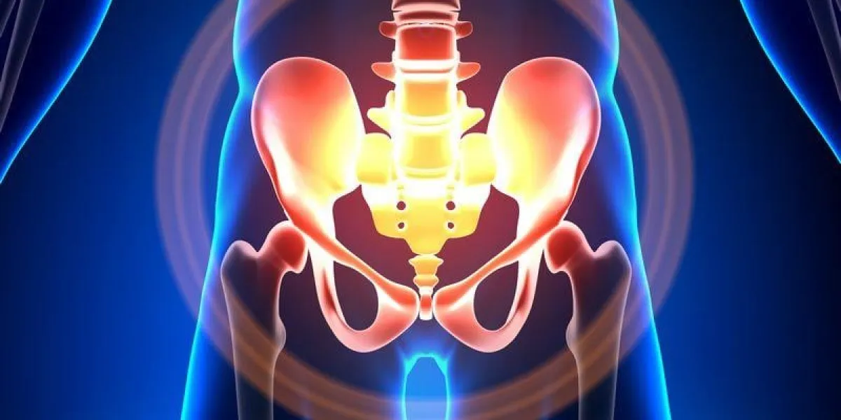 hip   sacrum   pubis   ischium   ilium - anatomy bones
