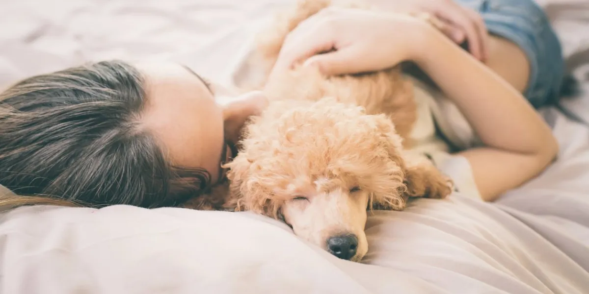 young woman is lying and sleeping with poodle dog in bed
