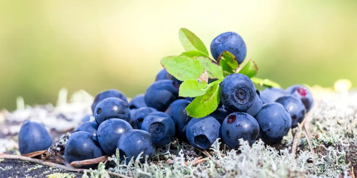 myrtille mûre en été bouchent