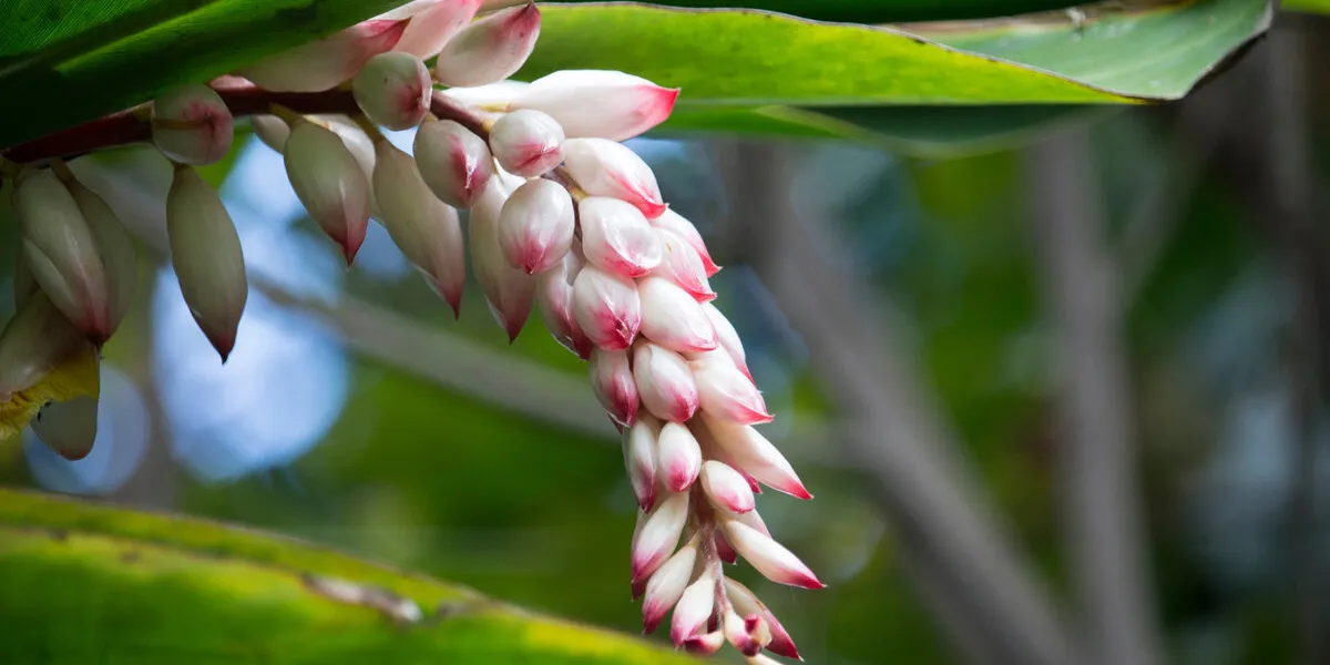 flor da colônia (alpinia speciosa ou alpinia zerumbet) no bras