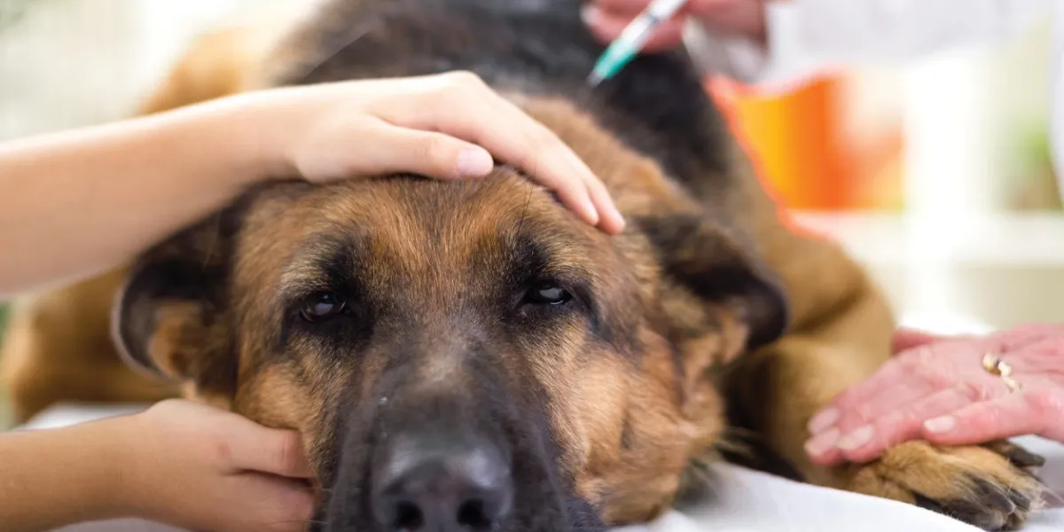 le vétérinaire donne le vaccin au chien berger allemand, fokus à l'injection