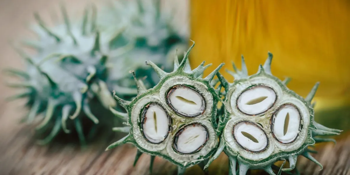 haricots verts avec de l'huile essentielle