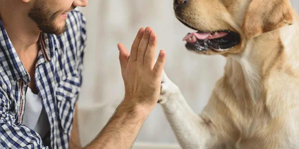 man holding dog's paw on a sofa, close up
