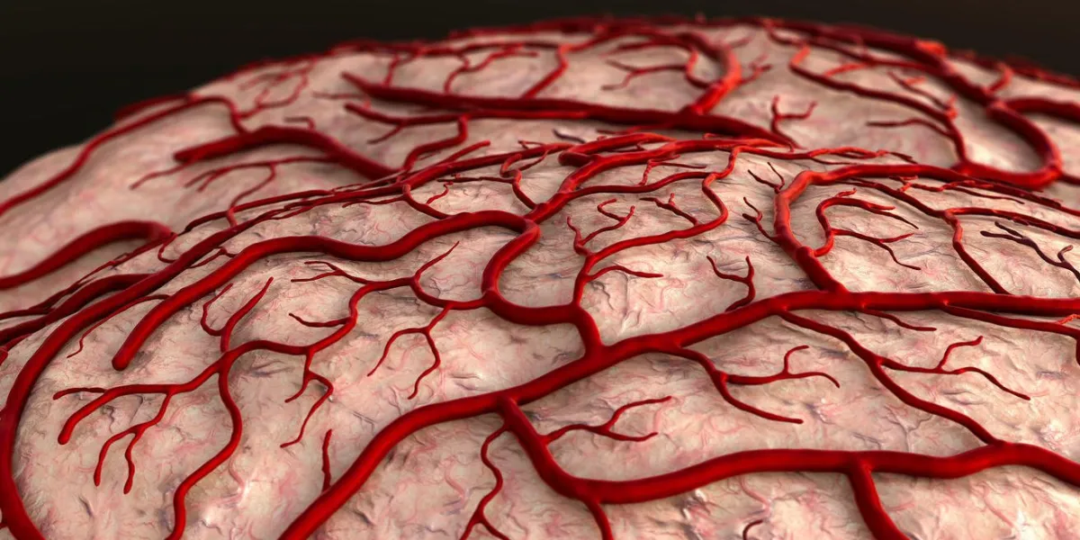 modèle du cerveau, surface du cerveau, insulte, système circulatoire, maladie, crise cardiaque, capillaire