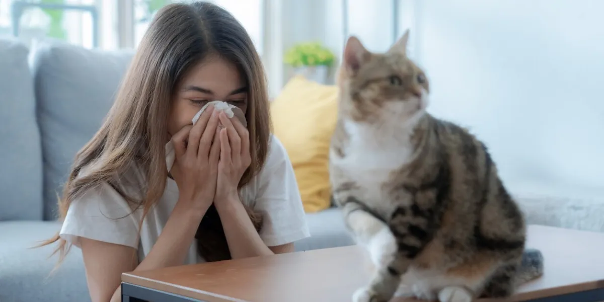 asian woman sitting in the living room with her cat at home, she has a cat hair allergy, she sneezed and had a runny nose