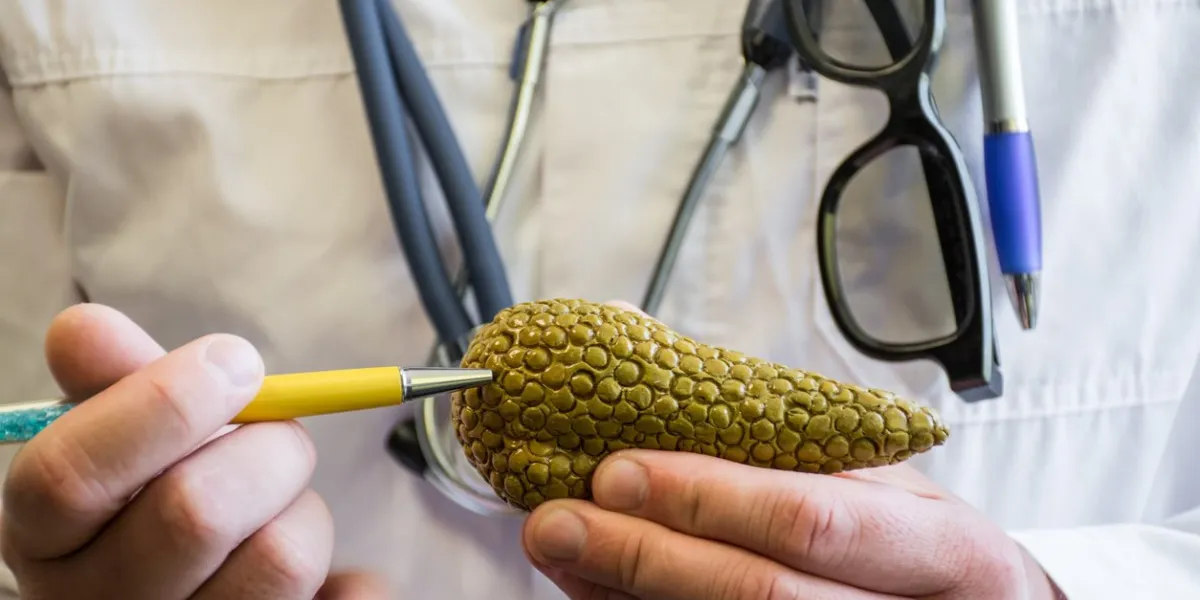 doctor in white medical lab coat points ballpoint pen on anatomical model of human or animal pancreas concept photo for use for study of anatomy of pancreas gland, biology, medicine, veterinary