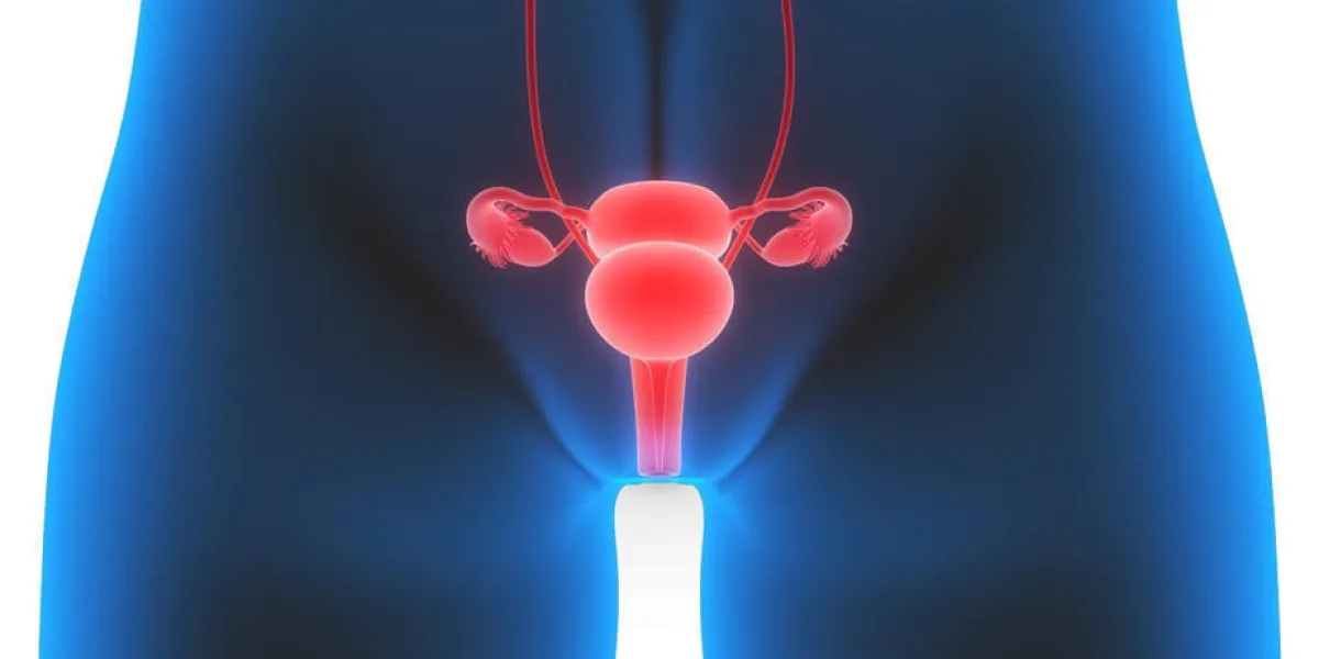 illustration 3d du système reproducteur féminin