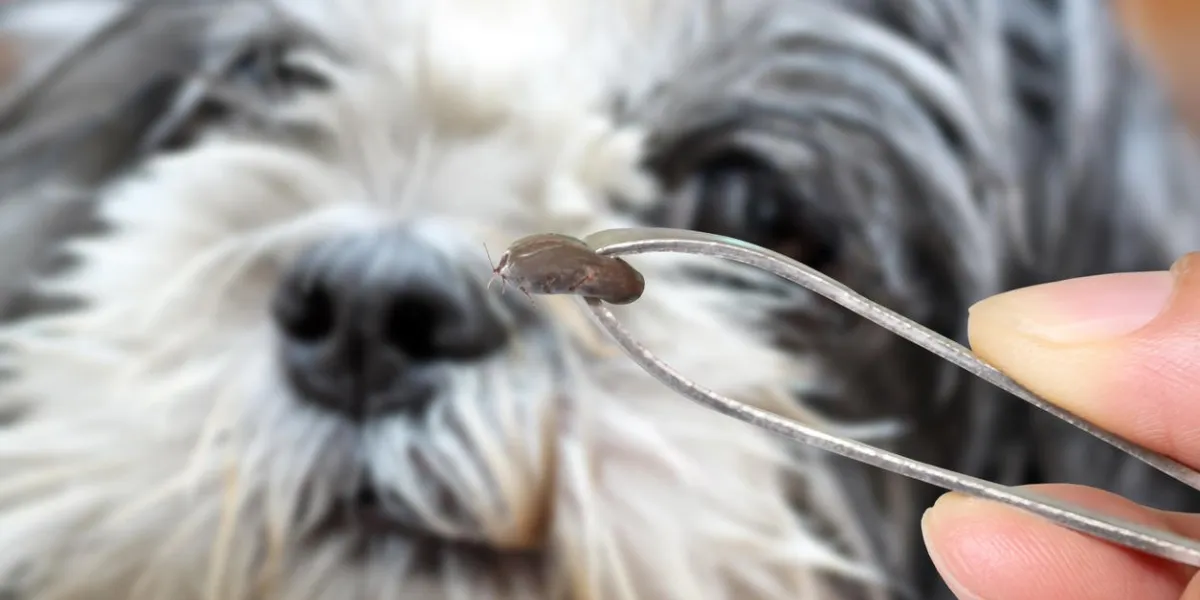 big ticks of a dog in cleaning,tweezers to clamp a big tick dog