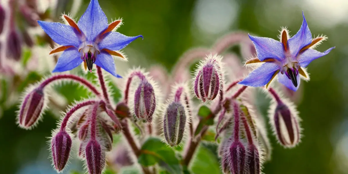 fleurs de bourrache se bouchent (borago officinalis)