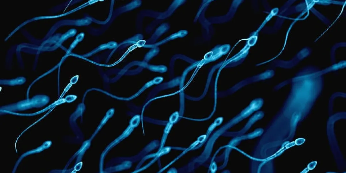 illustration médicalement exacte des spermatozoïdes humains
