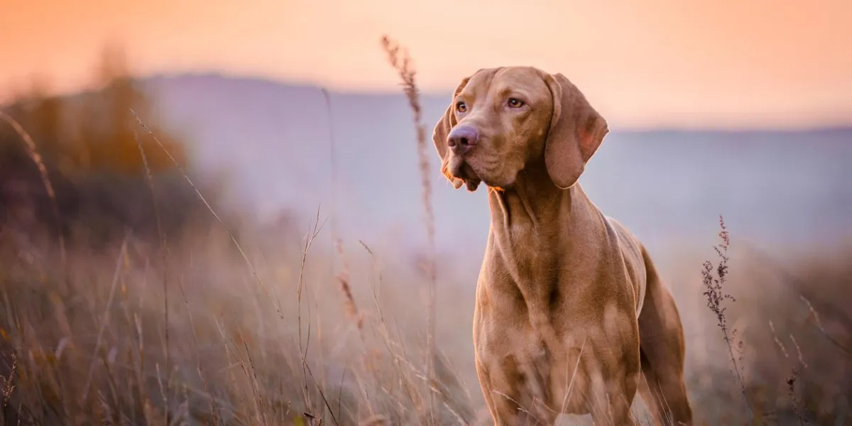 photo of cute hungarian vizsla dog head portrait