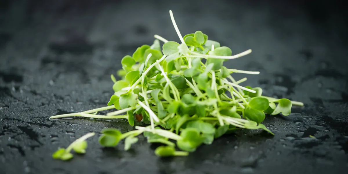 portion of cress as detailed close up shot on a slate slab (selective focus)