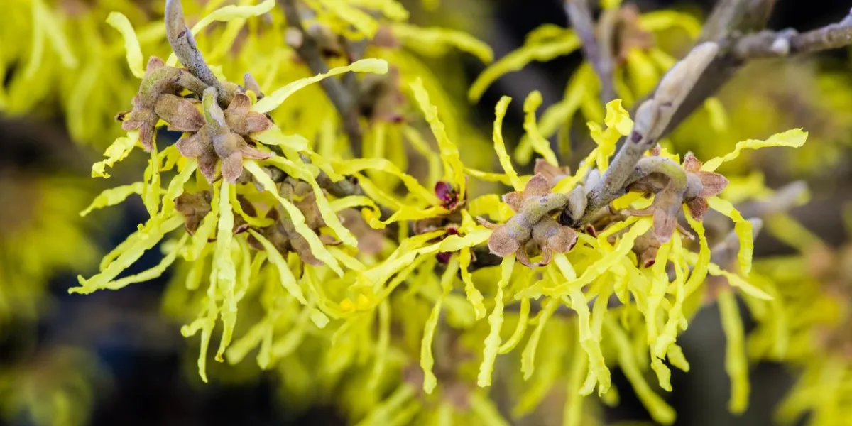 l'hamamélis ou la floraison des noisetiers très tôt au printemps ou à la fin de l'hiver