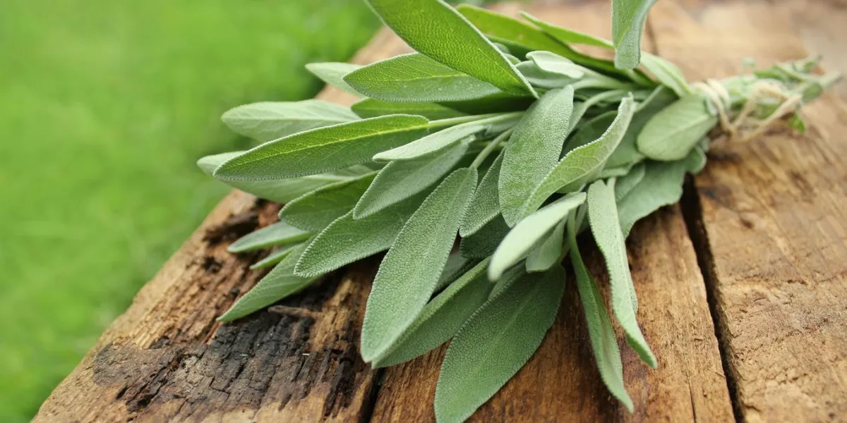 bouquet de sauge fraîche sur la table en bois