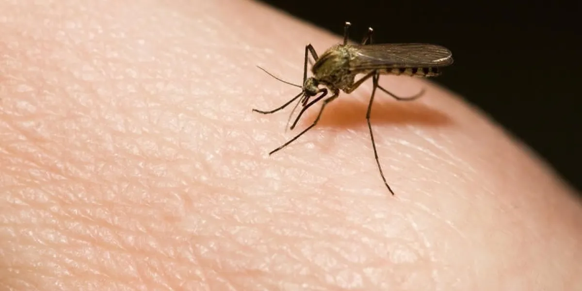 moustique sucer le sang de la main de l'homme