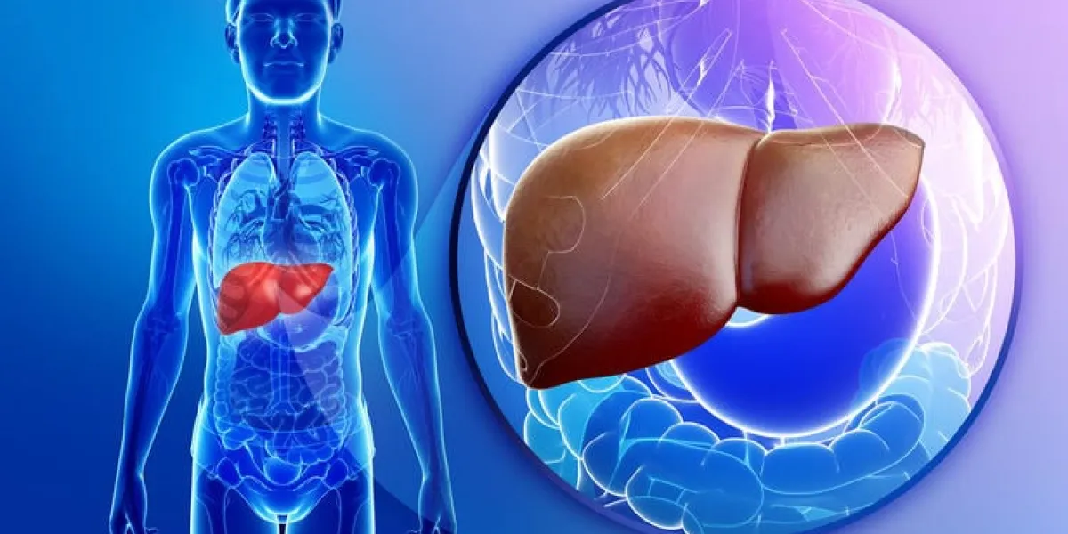 illustration de l'anatomie du foie mâle