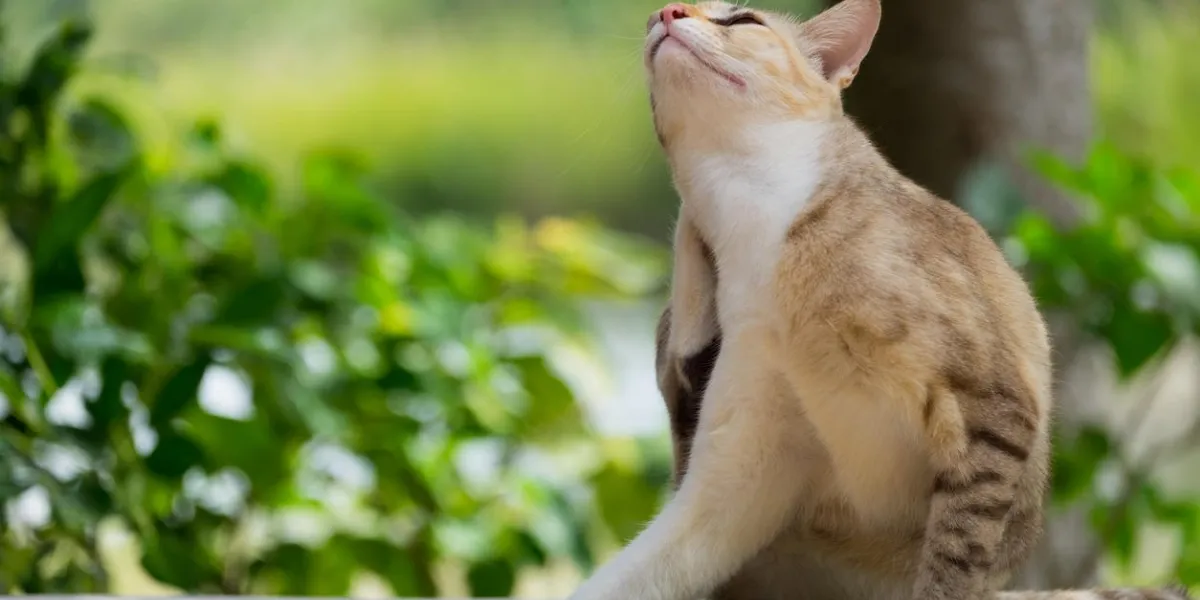stray itch cute cat use paw scratch its body on wooden table