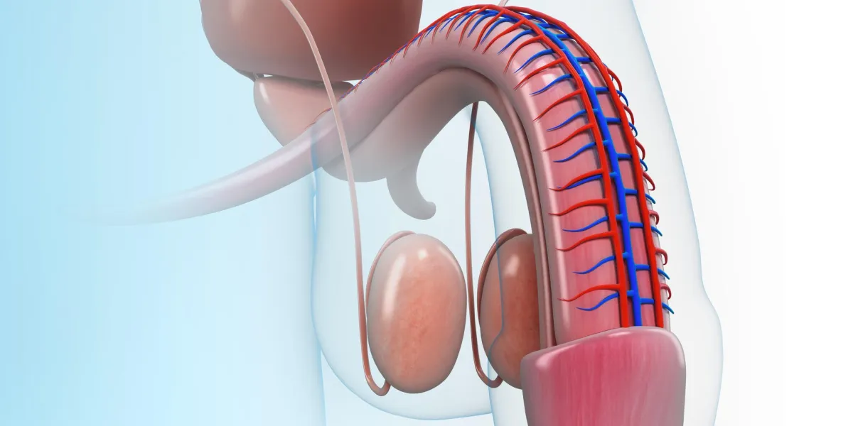 anatomie du pénis masculin