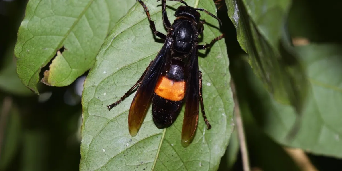 vespa affinis on green leaf , wasp insects feral and poisonous