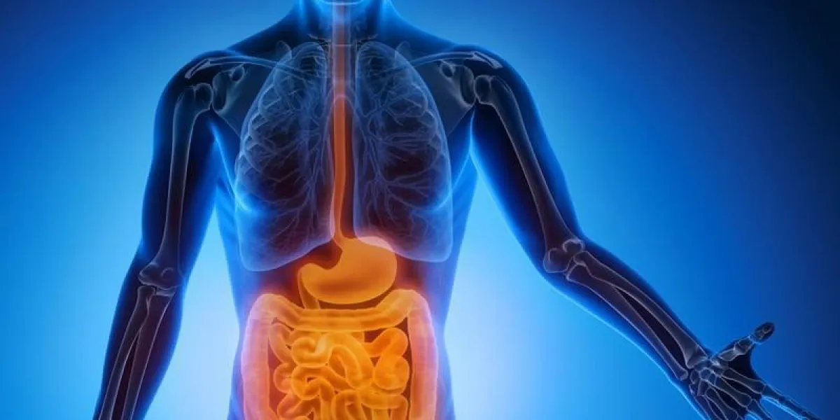 homme avec l'estomac et l'intestin