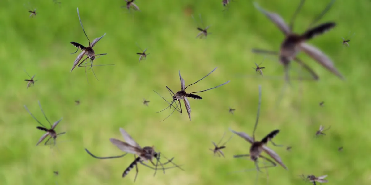 many mosquitoes fly over green grass field