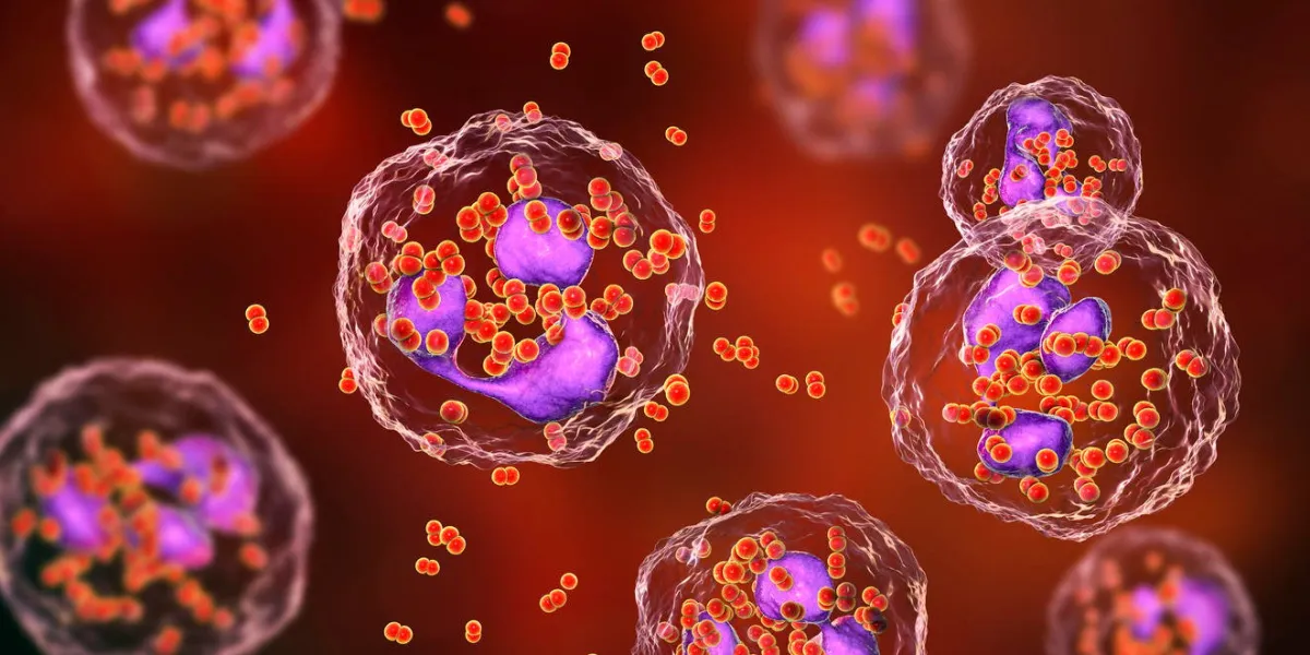 bacteria neisseria gonorrhoeae inside phagocytes, gonoccoccus, diplococci which cause sexually transmitted infection gonorrhea 3d illustration incomplete phagocytosis