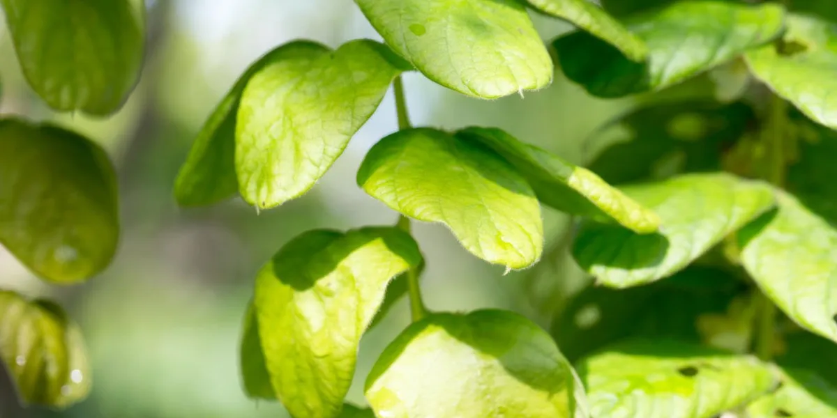 desmodium longipes, desmodium tonkinensis schindl
