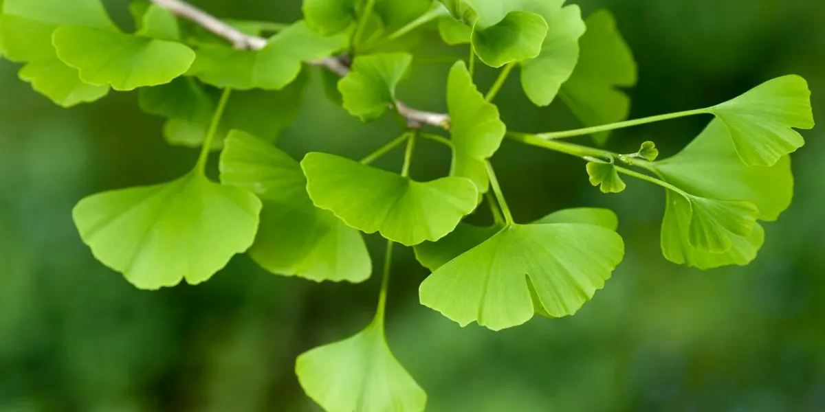 gros plan sur l'arbre ginkgo biloba