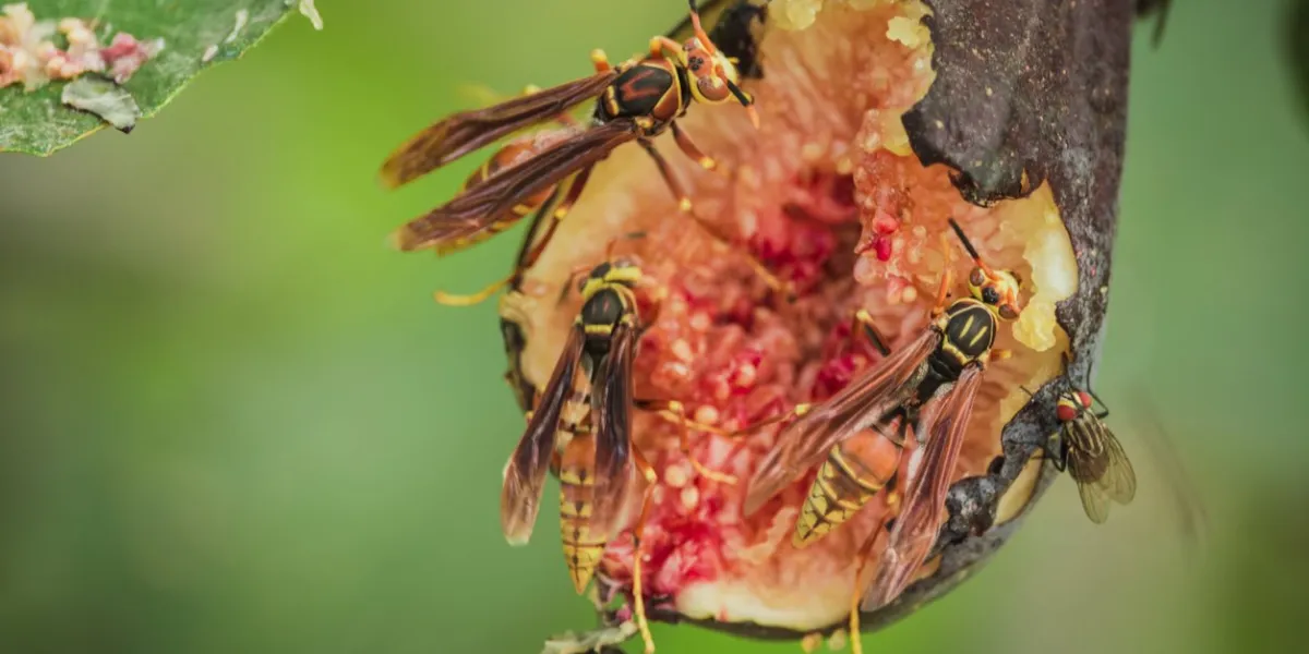 wasps and flies eating fig