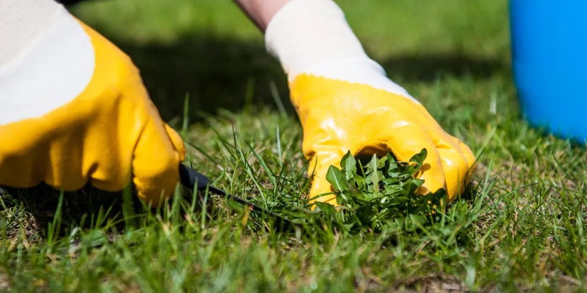 man removes weeds from the lawn