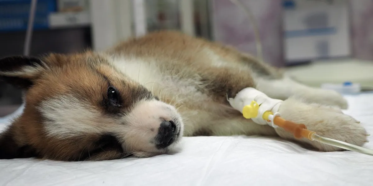 illness puppy with intravenous anything on the operating table in a veterinary clinic