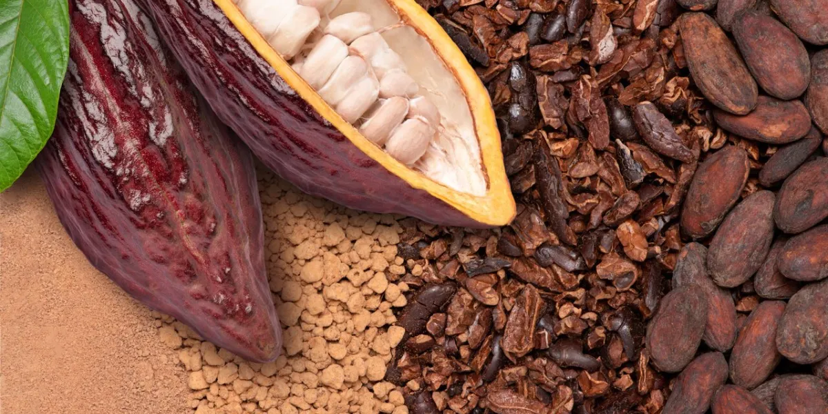fresh cocoa fruit with beans on chocolate ingredients (cocoa nibs, cocoa mass and cacao powder) texture background, chocolate ingredients concept top view, flat lay