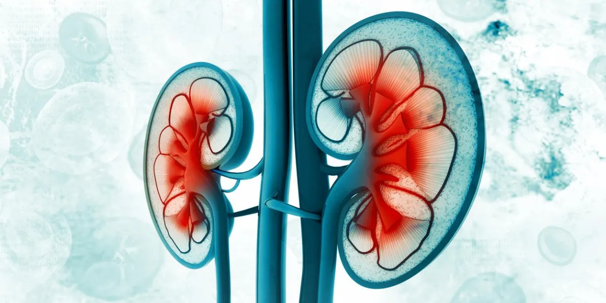 human kidney cross section