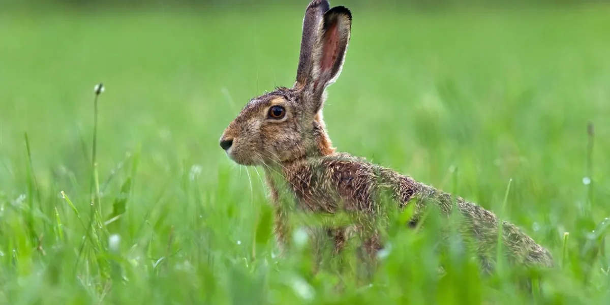 photo of brown hare sitting in a grass
